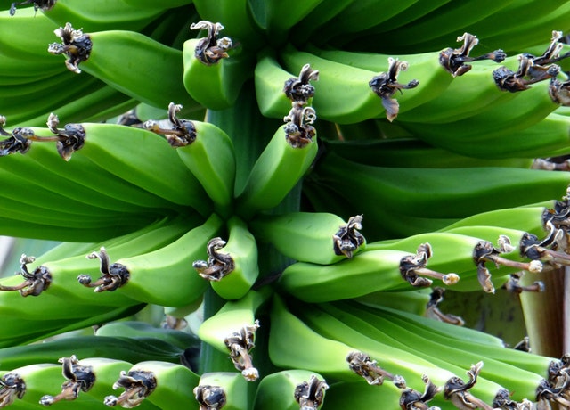 You are currently viewing Receita de biomassa de banana verde